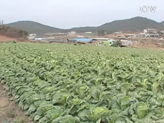 무·배추 농협 계약재배 50%까지 확대