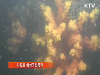 멸종위기 '유착나무돌산호' 다도해 집단서식