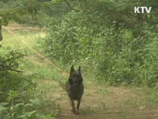 '군견 대덕산' "아프간 파병을 명받았습니다"