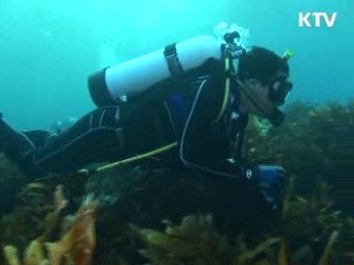 전국 연안 대규모 '바다숲' 조성