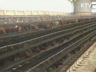 방역 검역 철저 가축농가 보호