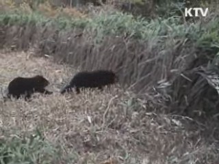 중국 반달곰 지리산에 첫 방사