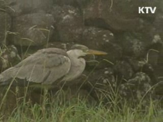 환경올림픽 개최로 환경선진국 거듭난다