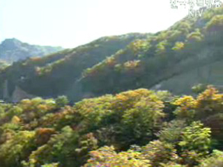 우리 국민 66.1%, 소나무 가장 선호