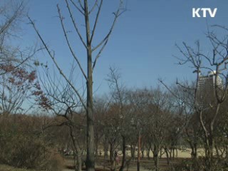 낮부터 추위 풀려 평년기온 회복