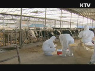 "구제역 백신접종 순조롭게 진행 중"