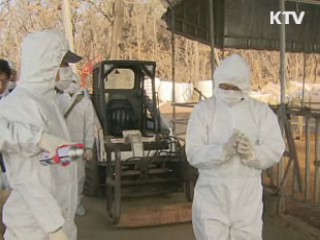 대단위 돼지 사육지 '백신' 우선 접종