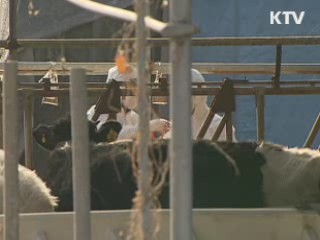 포항 한우 구제역 '음성' 판정···방역 체계 강화