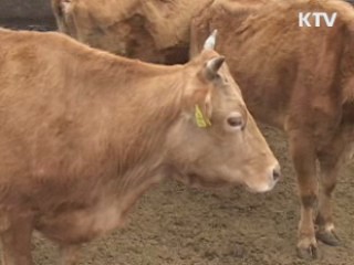 안동 구제역 의심 한우 '음성' 판정 