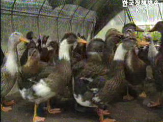 동남아, 조류독감 비상