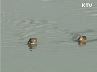 4대강 살리기는 '생태 살리기'