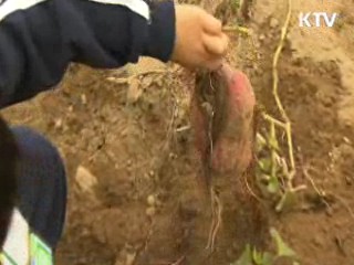 "유통구조 개선···농업인·소비자 윈윈"