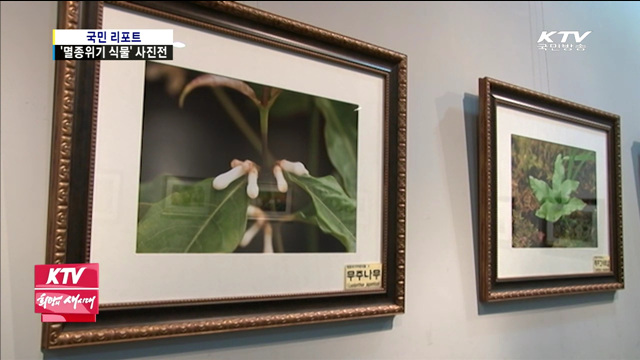 제주 멸종위기 야생식물 31종 사진 전시