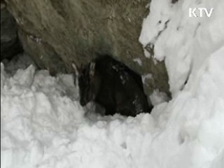 1급 멸종위기 산양, 백두대간에 서식