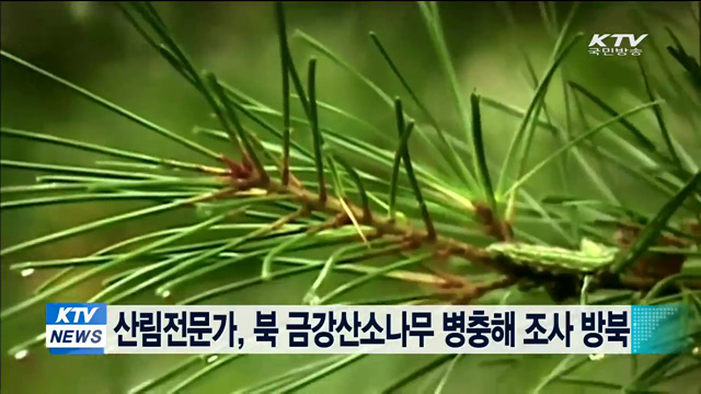 산림전문가, 북 금강산소나무 병충해 조사 방북