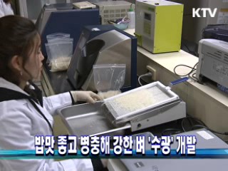 밥맛 좋고 병충해 강한 벼 '수광' 개발