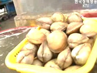 바다의 귀족, 새조개 맛 대 탐험