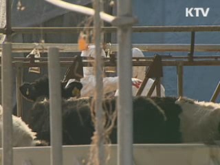 이 대통령 "구제역 축산농가 최대한 지원"