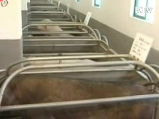 북한 구제역 발생…"남북 입·출입 검역 강화"