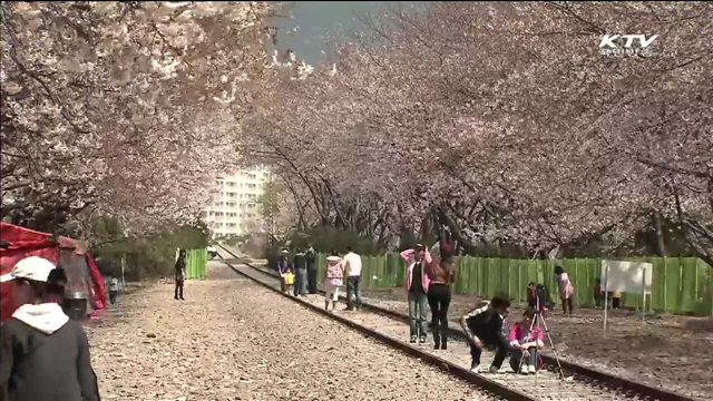 꽃가루 알레르기 주의보…"아침운동 삼가야"