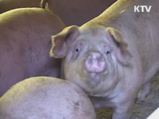 경북 청송 돼지농가 구제역 의심신고