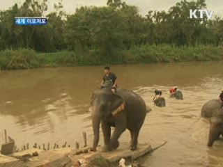 '코끼리 배설물 커피' 등장…한 잔 5만원