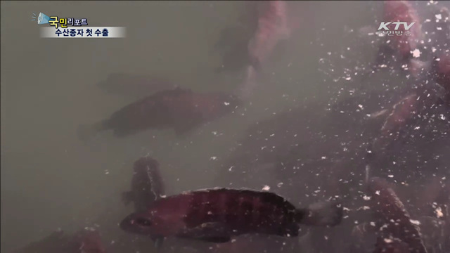 국내 개발 '바리과' 수산 품종 첫 수출