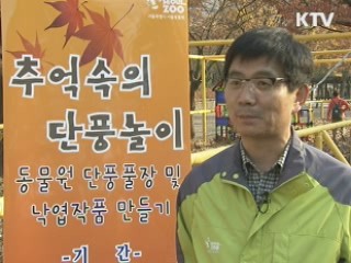 도심 단풍 절정…"단풍비 맞으러 가자"