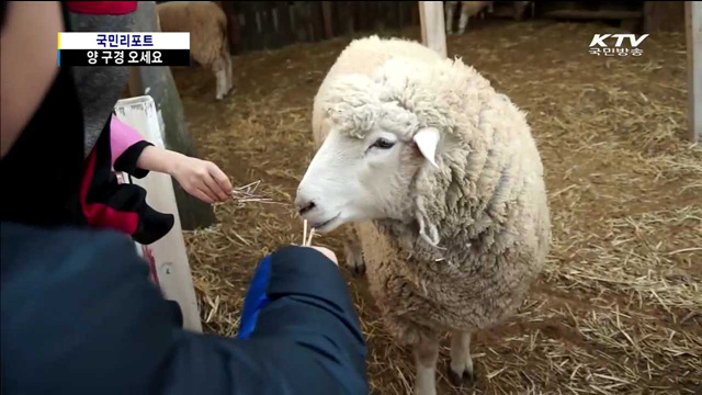 양의 해, 식지 않는 '양 체험' 열기