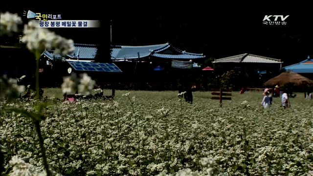 "소금을 뿌린 듯"…평창 봉평 메밀꽃 물결