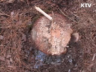 산림 분야 녹색 일자리 4만4천개 창출