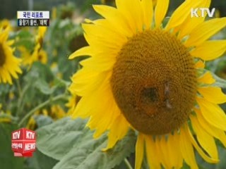 가을향기 물씬, '태백' 야생화 만발