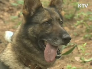 '군견 대덕산' "아프간 파병을 명받았습니다"