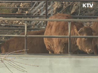 경북 영양군, 구제역 의심 신고 접수