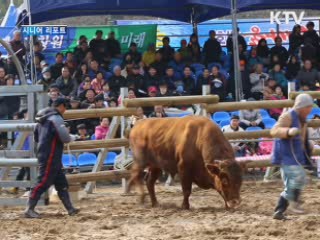 전국 싸움소 창원서 격돌 [시니어 리포트]