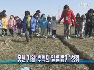 풍년 기원 '추억의 밀밭 밟기' 성황