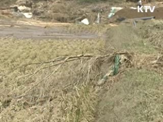 태풍 침수 농작물 이물질 제거 '구슬땀'