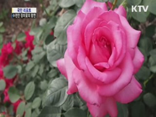 서울대공원, 수천만 장미꽃의 향연