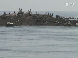 '점박이물범 서식' 백령도 보호구역 추진