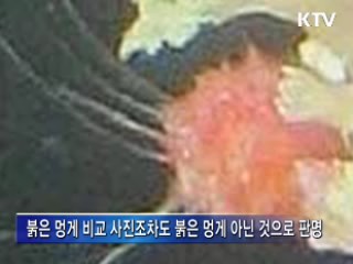 국방부 "1번 어뢰 부착물 멍게 아니다"