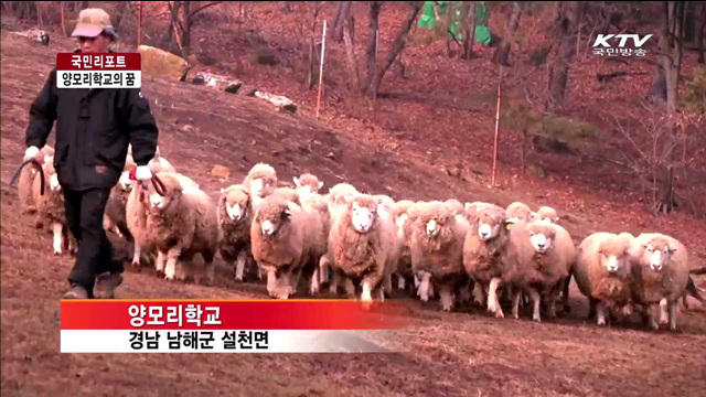 양떼와 함께 희망의 새해 꿈꾼다 [국민리포트]