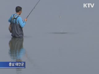 제철 만난 망둥어 낚시