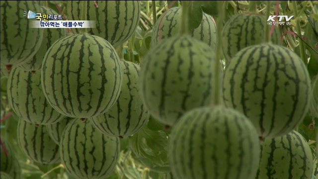 일반수박의 1/4 '애플수박' 본격 출하
