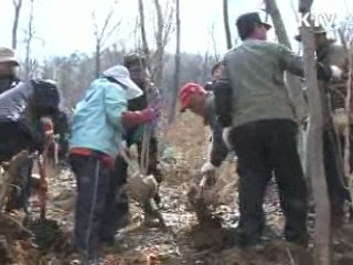 행정도시에 나무 4천만그루 심는다