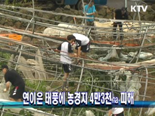 연이은 태풍에 농경지 4만3천㏊ 피해