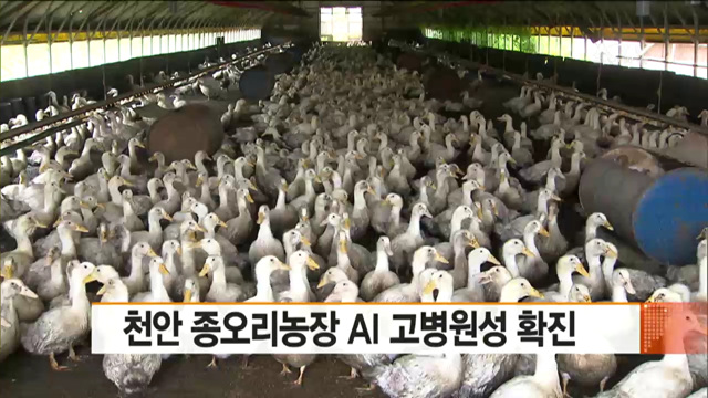 천안 종오리농장 AI 고병원성 확진