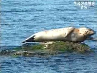 백령도 점박이물범 관리방안 추진