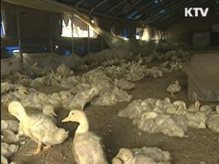 "AI 바이러스 철새가 유입, 사람이 확산"