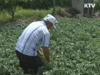 100세 고령자, 비결은 '절제된 식생활'