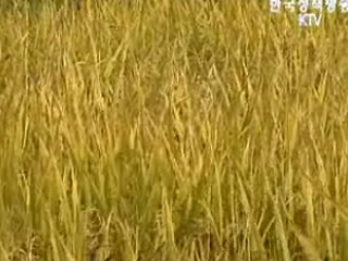 쌀이 진화하고 있다